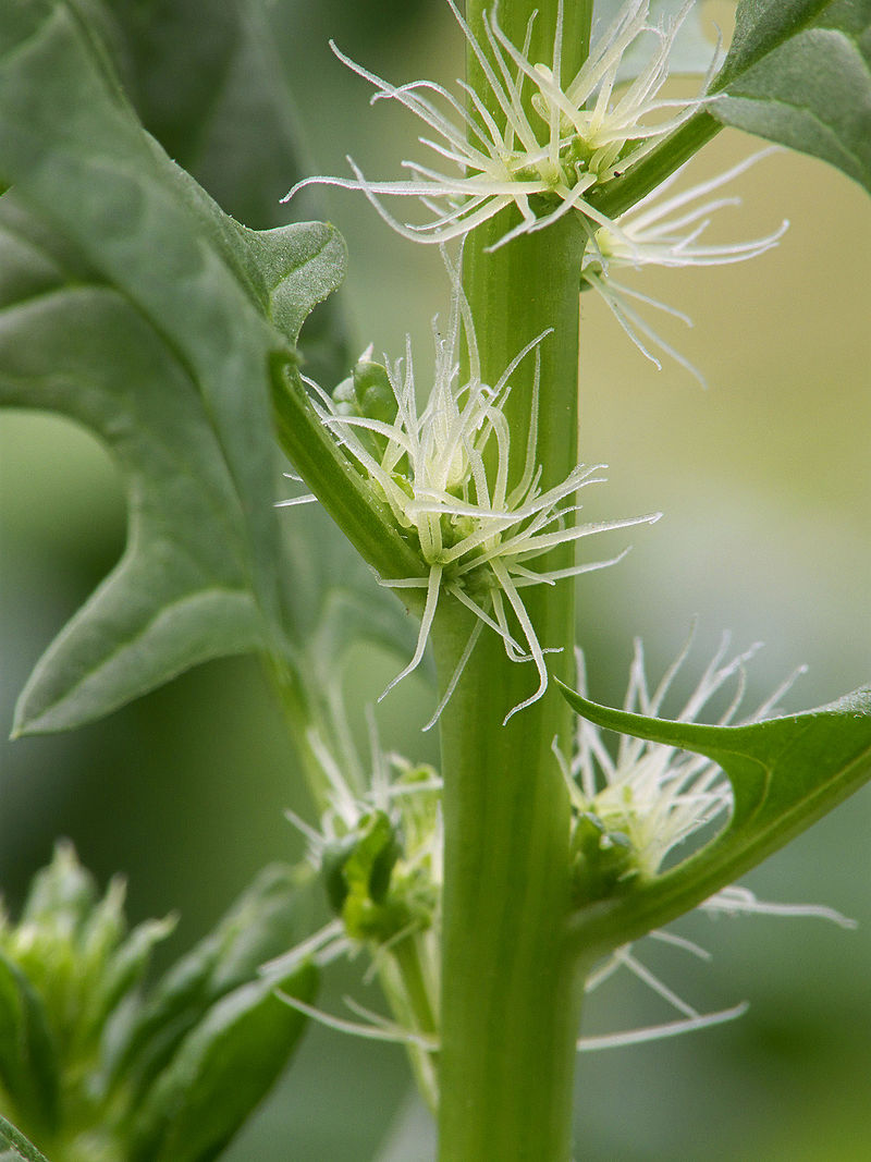 Detalle de la inflorescencia femenina de espinaca (Spinacia oleracea). Foto: Rasbak