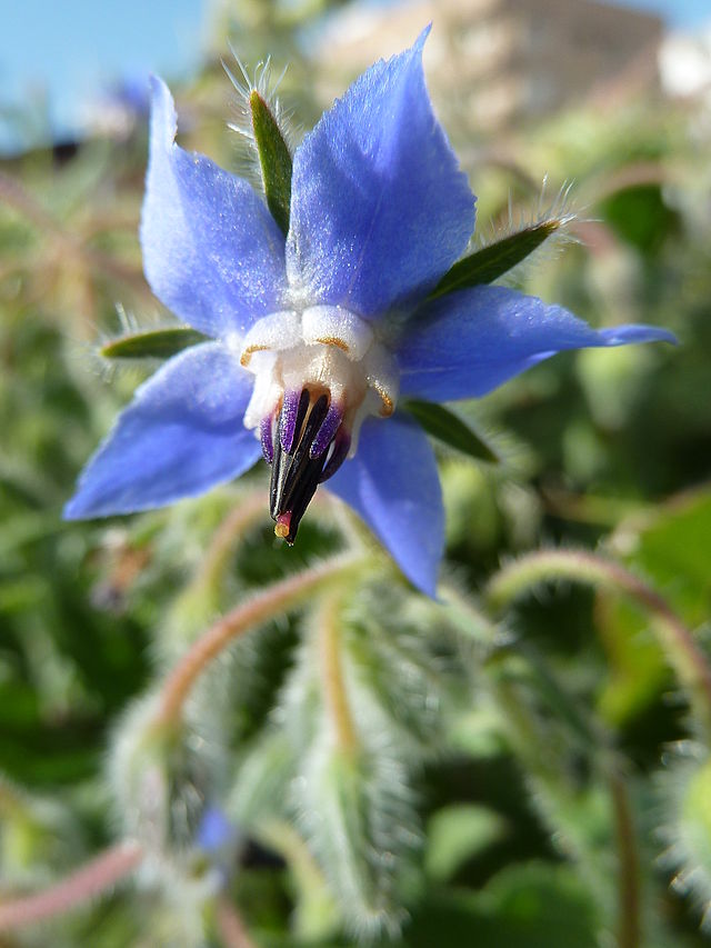 Borraja (Borago officinalis). El aceite de su semilla es rico en GLA. Foto: Philmarin (licencia CC)