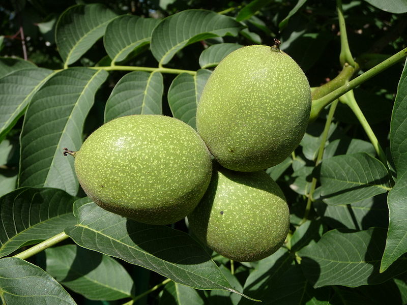 Nogal (Juglans regia). Foto: George Chernilevsky (licencia CC)