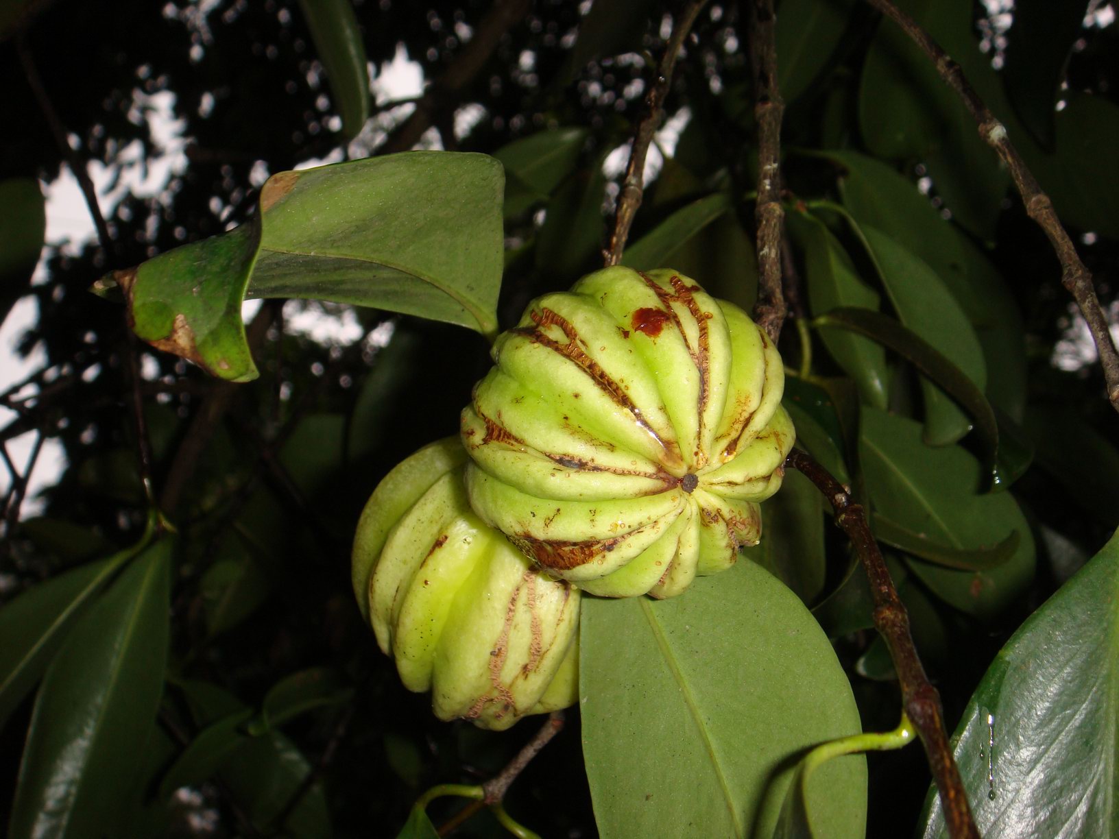 Tamarindo malabar. Foto: Challiyan (licencia CC)