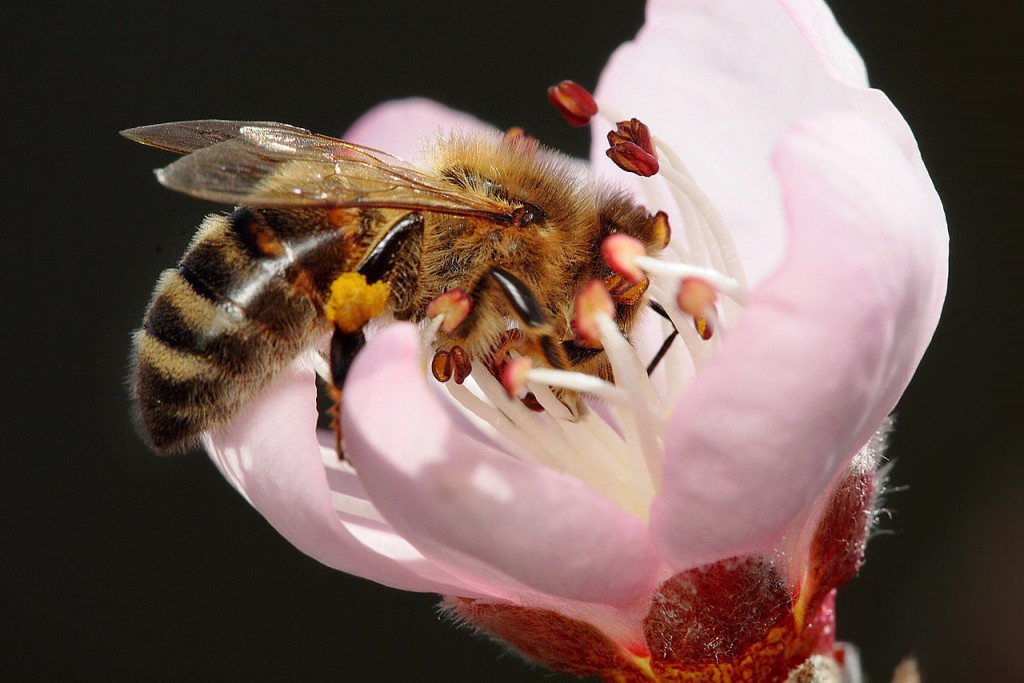 Abeja polinizando una flor de albaricoquero. Foto: Fir0002 (licencia CC)