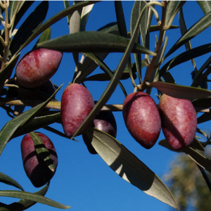 Aceituna variedad cornicabra. Foto: Antonio Alonso (licencia CC)