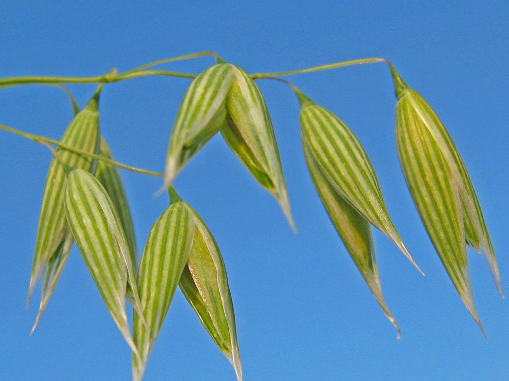 Avena-sativa-Andreas-Trepte