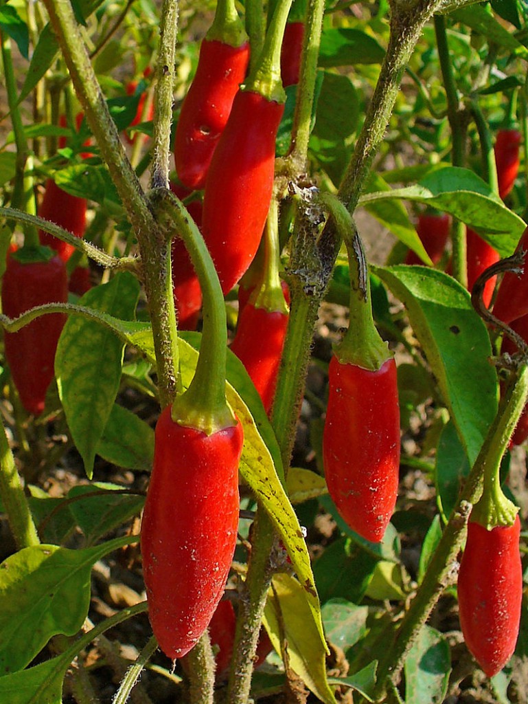 Capsicum frutescens. Foto: H. Zell (licencia CC)