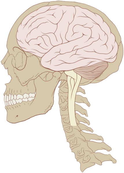 Cerebro humano: Ilustración. Patrick J. Lynch (licencia CC)