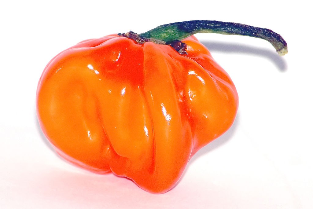 Chile habanero (Capsicum chinense). Foto: André Karwath (licencia CC)