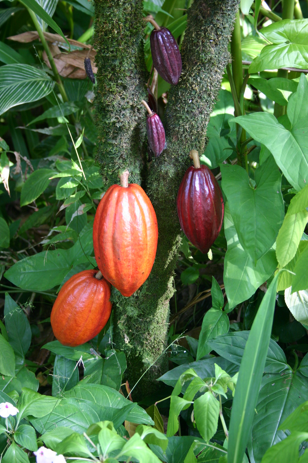 Cacaotero. Foto: Medicaster (licencia CC)