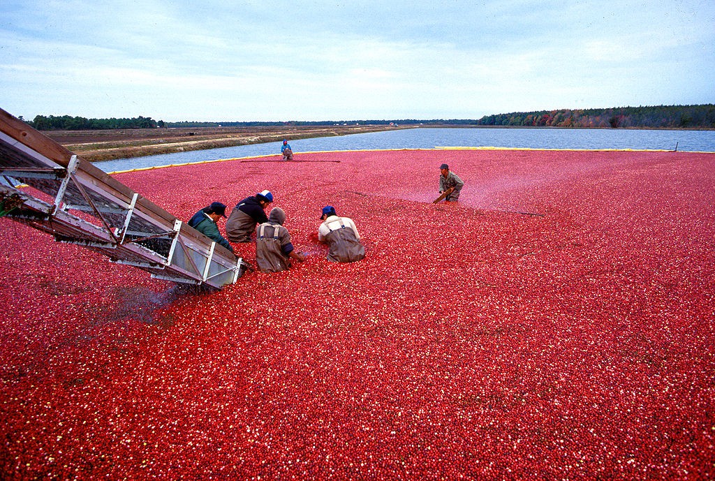 Recolección del arándano americano (Vaccinium macrocarpon). Foto: Keith Weller, USDA ARS.