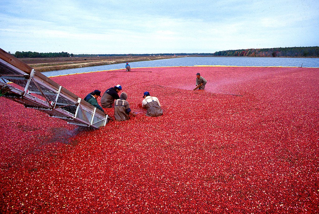 Recolección del arándano americano (Vaccinium macrocarpon). Foto: Keith Weller, USDA  ARS.