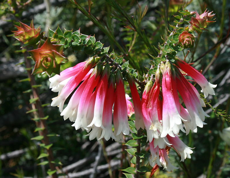 Epacris longiflora. Foto: Toby Hudson (licencia CC).