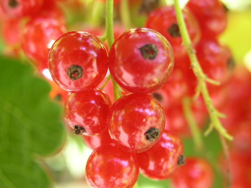 Grosellero-rojo-Ribes_rubrum