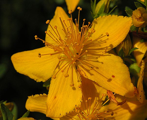 Hipérico (Hypericum-perforatum). Foto: Michael H. Lemmer (licencia CC)