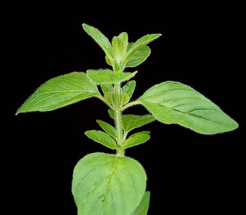 Orégano (Origanum vulgare). Foto: Frank Vincentz (licencia CC)