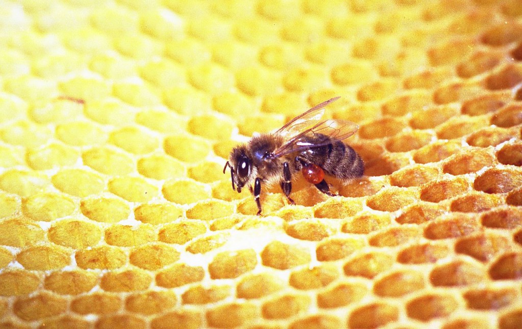 Própolis en la pata de una abeja. Foto: Hadi (liocencia CC)