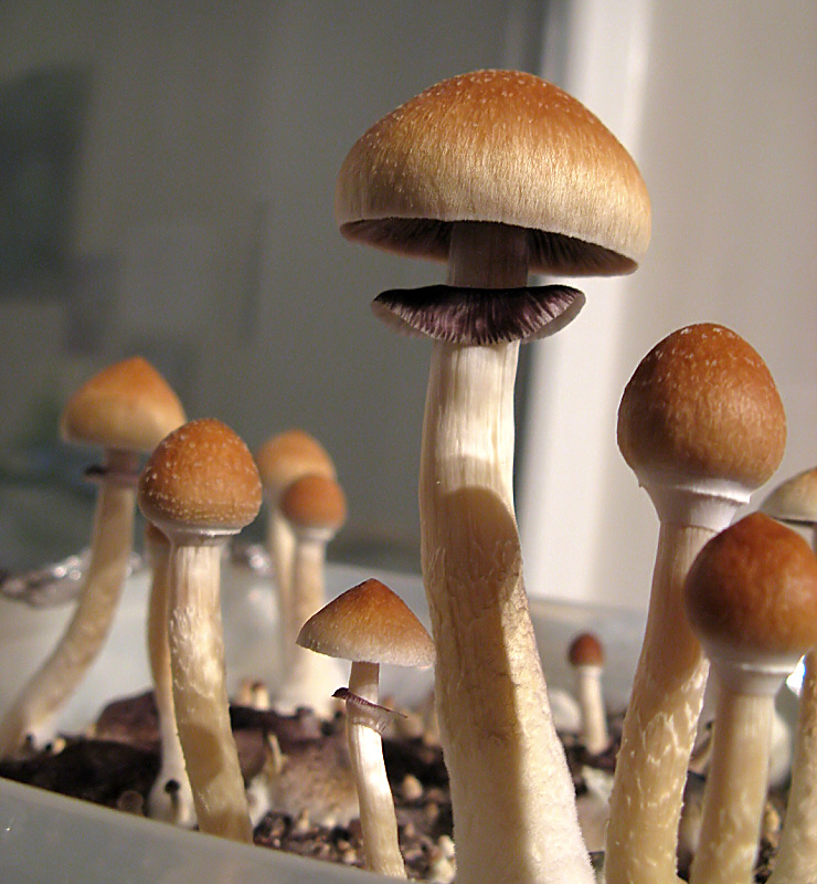 Psilocybe cubensis. Foto: Zergboy (licencia CC)