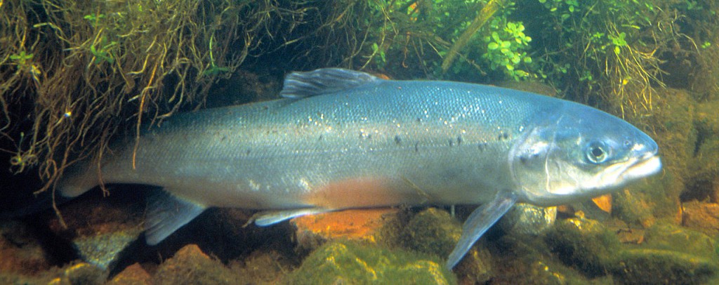 Salmon atlántico. Foto: Hartley, William W. - U.S. Fish & Wildlife Service