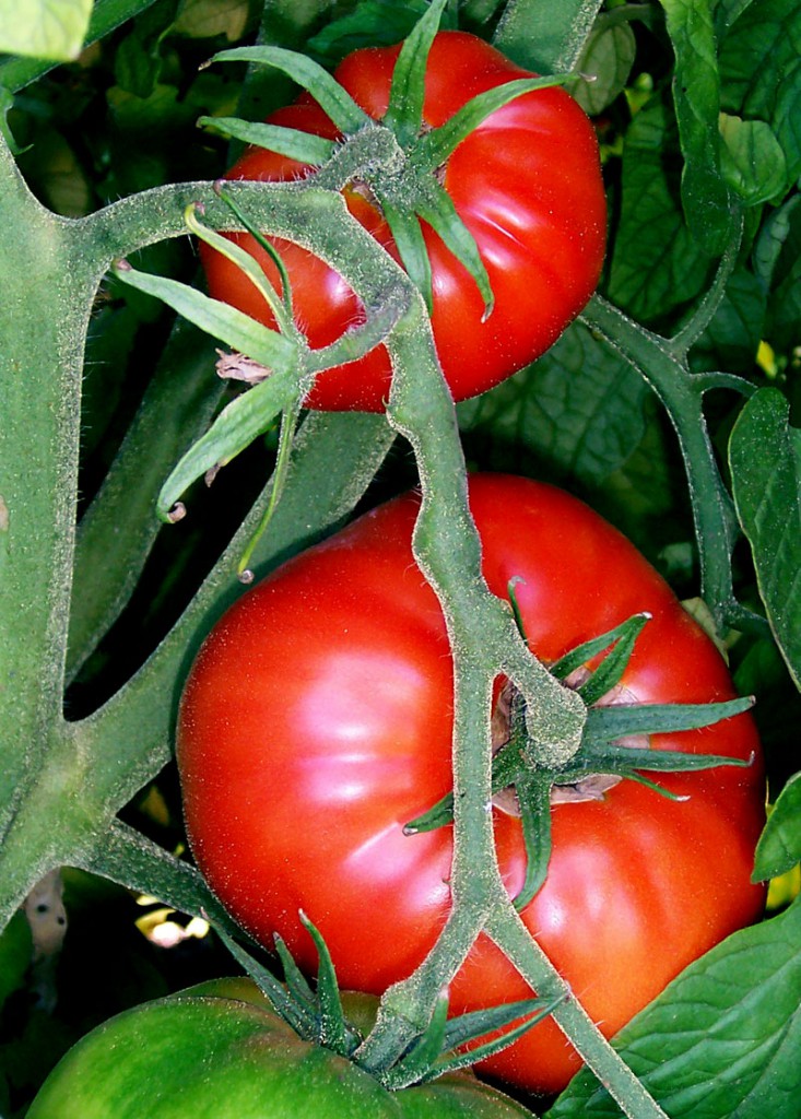 Tomates-en-rama