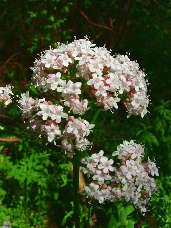 Valeriana (Valeriana officinalis). Foto: Jeffdelonge (licencia CC)