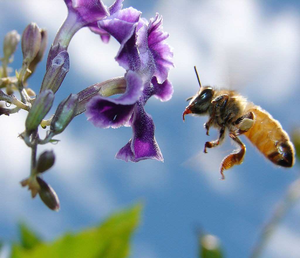 Abeja. Foto: Louise Docker (licencia CC)