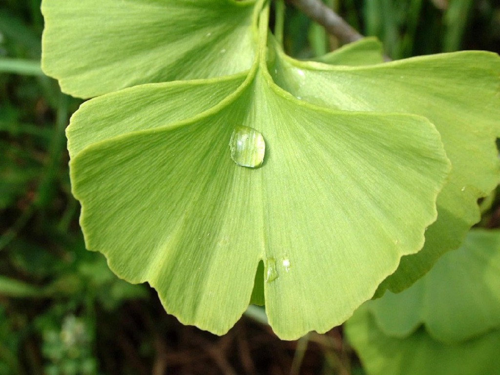 Hoja de ginkgo. Foto: B. Vanaclocha