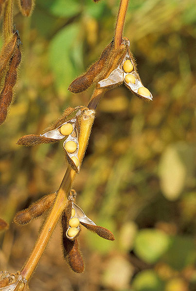 Foto: United States Department of Agriculture (USDA)