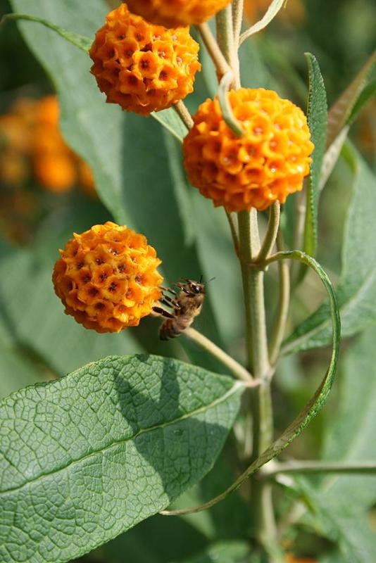 Matico (Buddleja globosa). Foto: Pernac