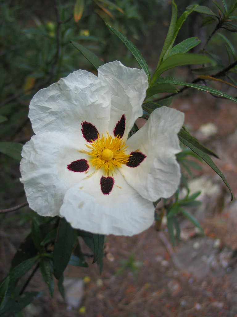 Jara pringosa (Cistus ladanifer). Foto: Juan Sanchez