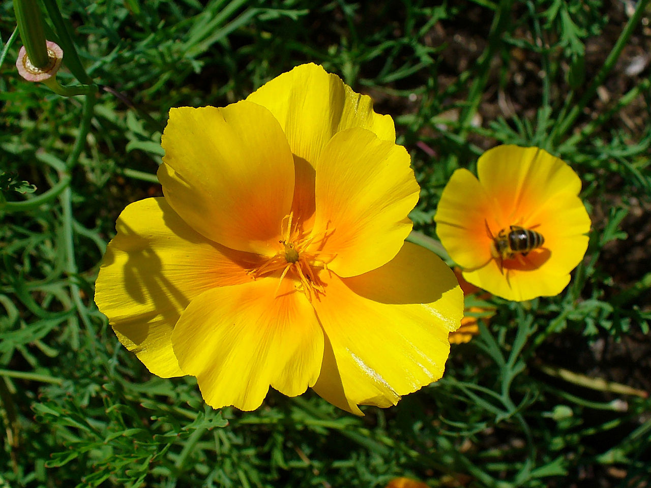 Amapola de California. Foto: H Zell (licencia CC)