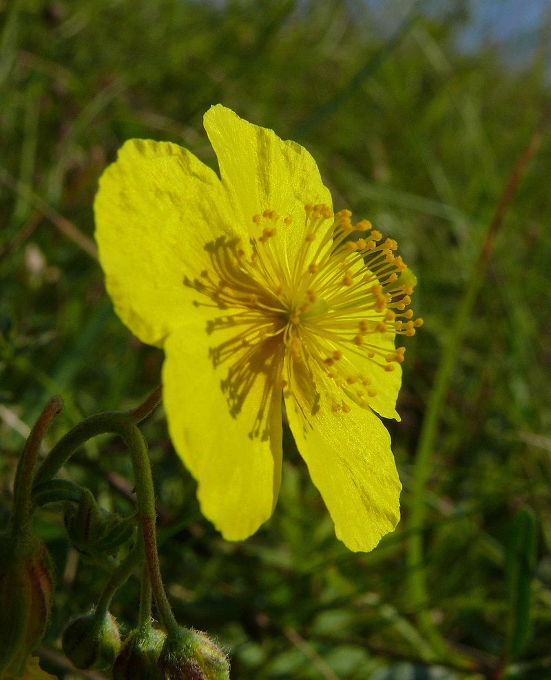 Helianthemum nummularium subsp obscurum. Foto: Bernd Haynold (licencia CC)