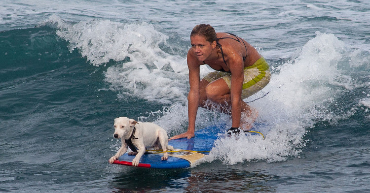 Perro-surf-Frank Kovalchek