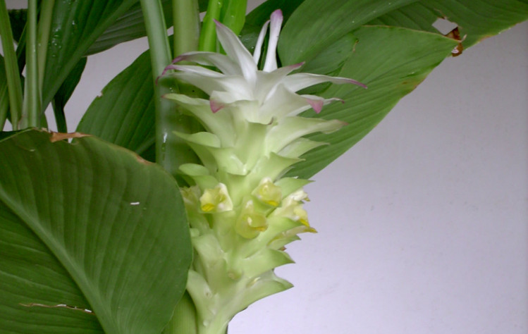 Curcuma-longa