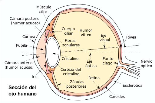 Ojo-humano-seccion