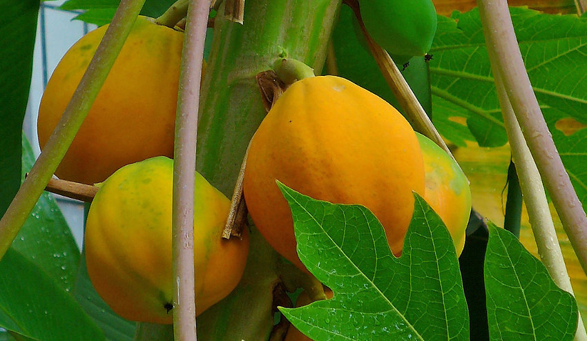 Frutos de papaya maduros. Foto: H. Zell (licencia CC)
