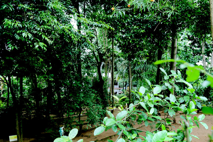 Jardin-botanico-hospital-ayurvedico